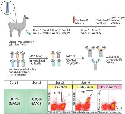 Quantitative flow cytometric selection of tau conformational <mark class="highlighted">nanobodies</mark> specific for pathological aggregates